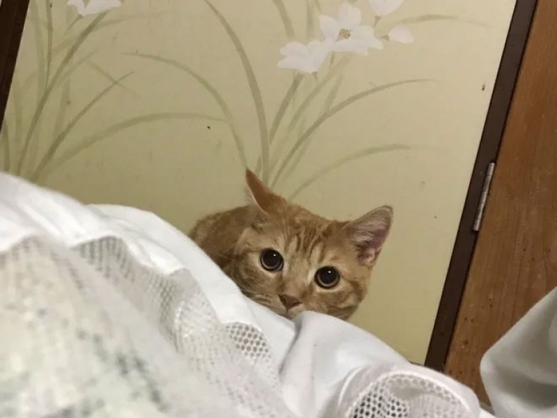 Macska szobatárs egy japán fogadóban