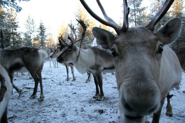 Téli kalandok Lappföldön a sarkkörön túl - csoportos utazás magyar idegenvezetéssel 2025.12.12-15.