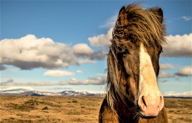 Nagy izlandi körutazás – csoportos utazás magyar idegenvezetéssel 2026.06.30.-07.07.
