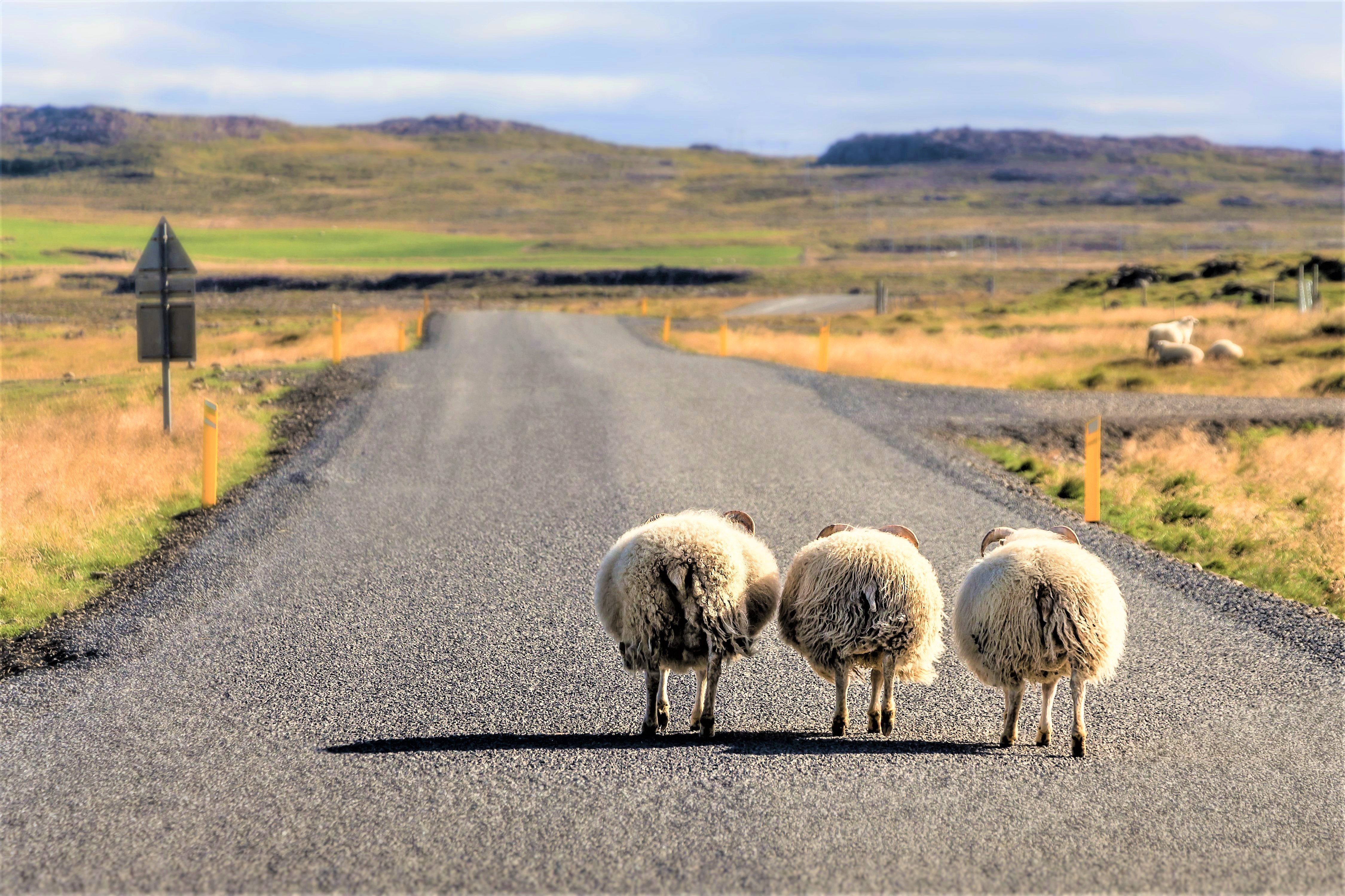 Nagy izlandi körutazás – csoportos utazás magyar idegenvezetéssel 2026.06.30.-07.07.
