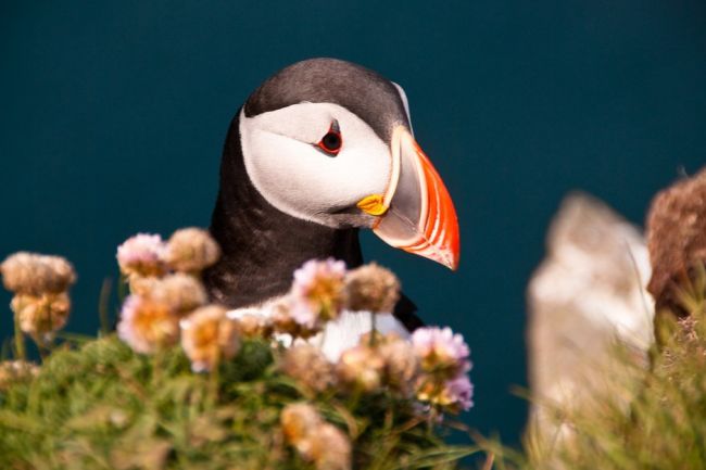 Izland nyári lakói