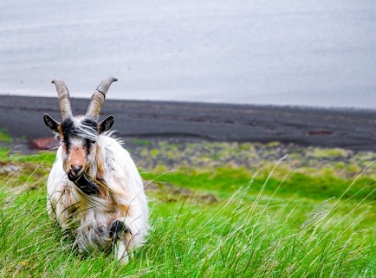 Izlandi csillagtúra a gejzírek és vulkánok szigetén, magyar idegenvezetéssel 2026.09.15-19. , , , , , , , , , Csoportos utazások, Őszi csoportos utak, Bono utak, Különleges ajánlatok, Felfedezőutak, Izland