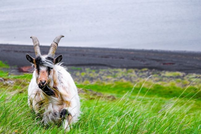 Izlandi kiscsoportos csillagtúra a gejzírek és a vulkánok földjén magyar idegenvezetéssel 2026.09.05-10.