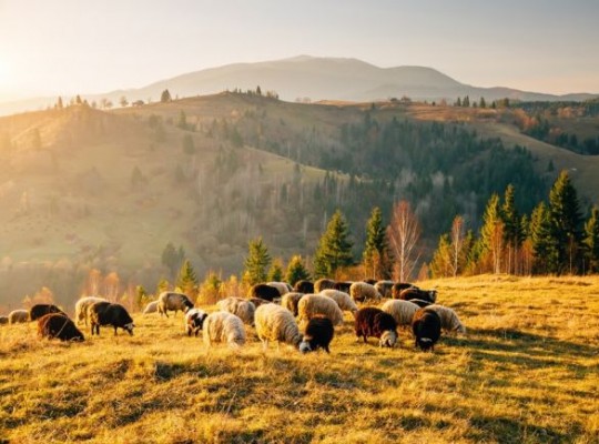 Skócia – kalandozás a whisky, a dudaszó és a kockás szoknya hazájában 2026.09.19-23. , , , , , , , Csoportos utazások, Őszi csoportos utak, Különleges ajánlatok, Felfedezőutak, Skócia