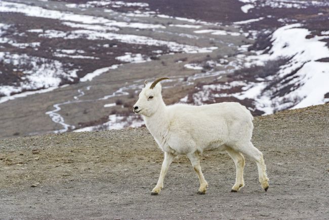 A Denali kecske a nemzeti park kíváncsi lakója - Juno Kim